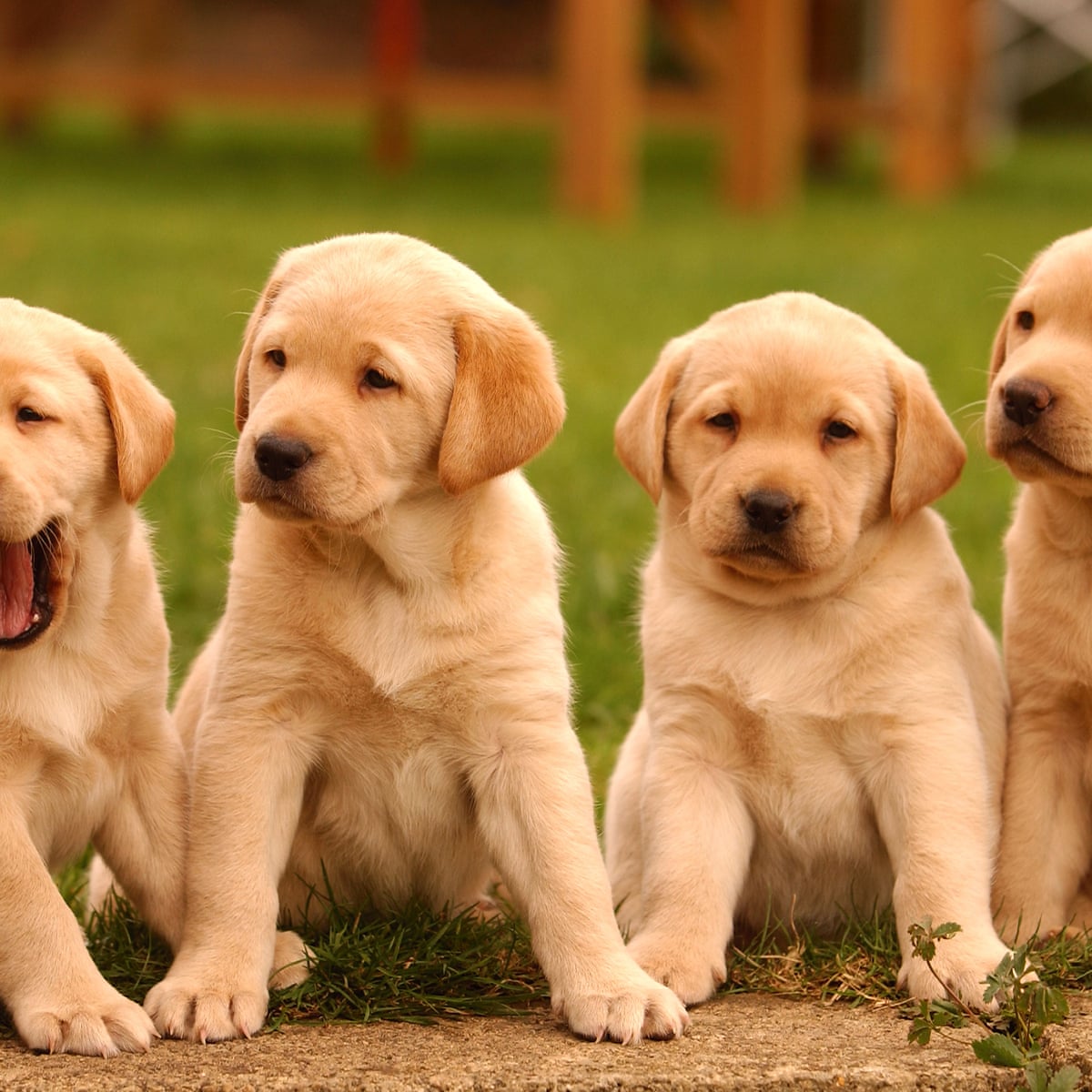 Puppies' response to speech could shed light on baby-talk ...