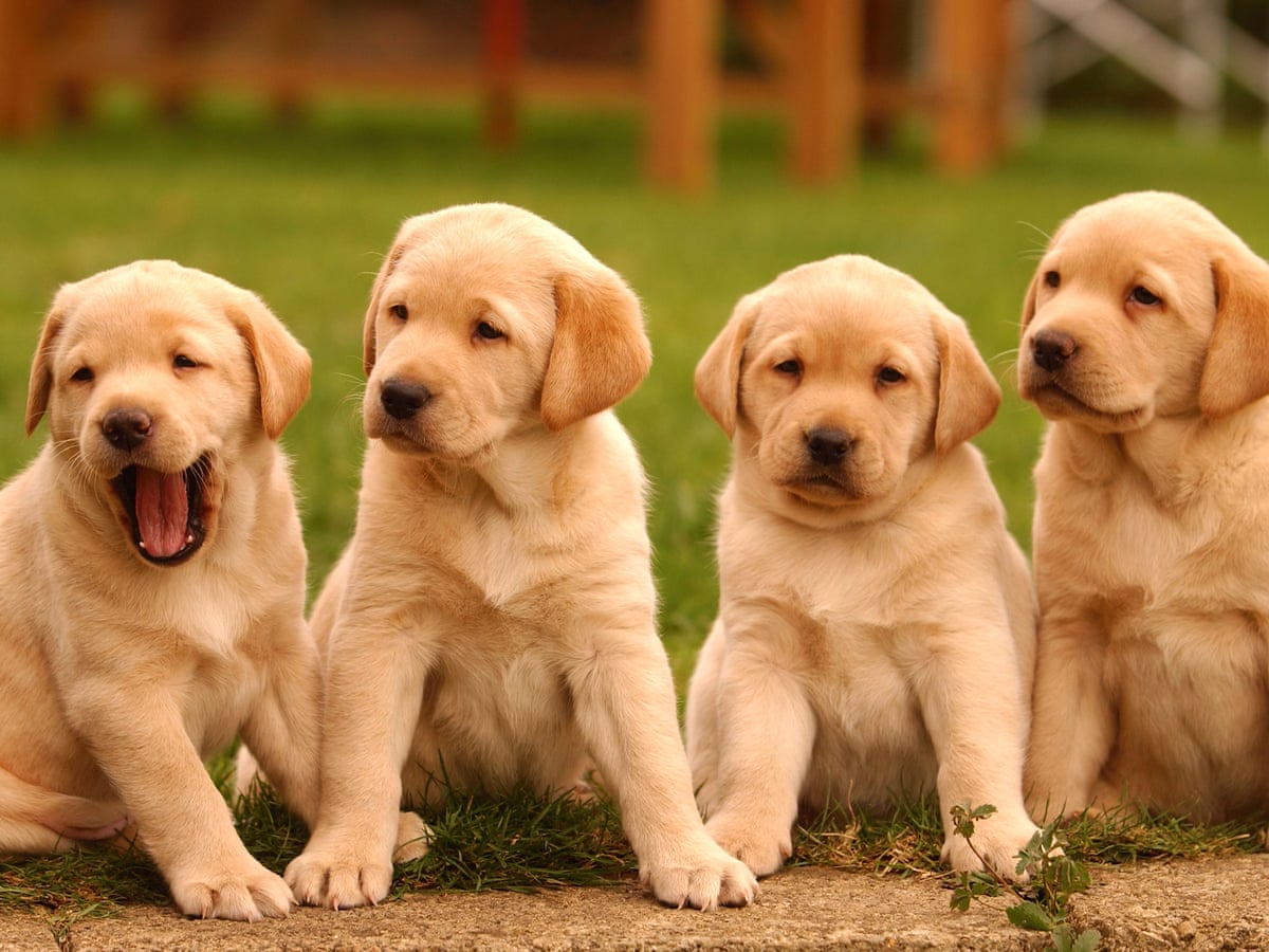 Puppies Response To Speech Could Shed Light On Baby Talk Suggests Study Language The Guardian Puppies Response To Speech Could Shed Light On Baby Talk Suggests Study Language The Guardian