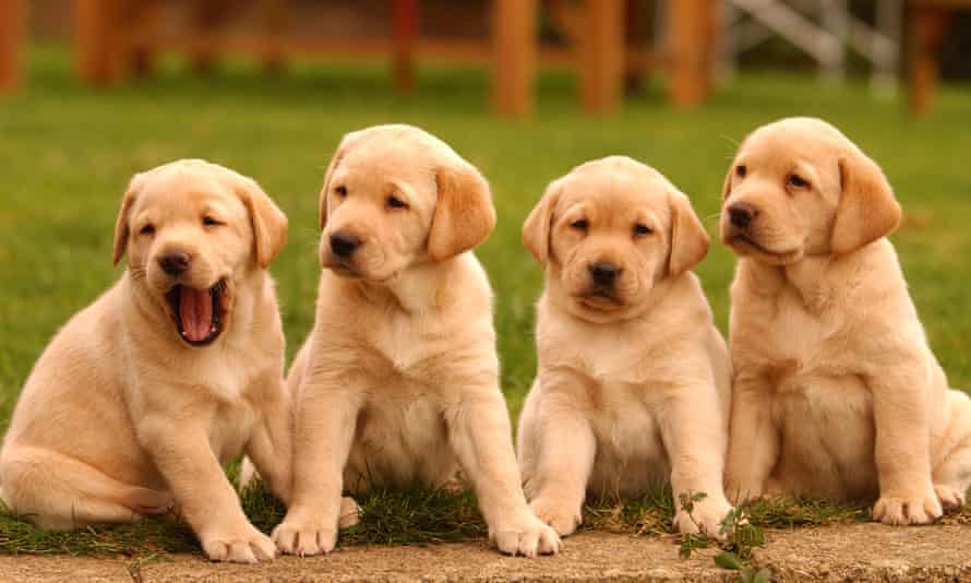 Puppies Response To Speech Could Shed Light On Baby Talk Suggests Study Language The Guardian Puppies Response To Speech Could Shed Light On Baby Talk Suggests Study Language The Guardian