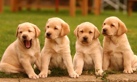 Four golden labrador puppies