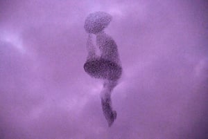 Uma murmuração de estorninhos ao pôr do sol em Roma, Itália