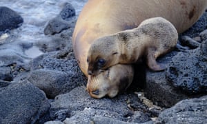 Sea Lion Siesta. Galapagos Oct 2022