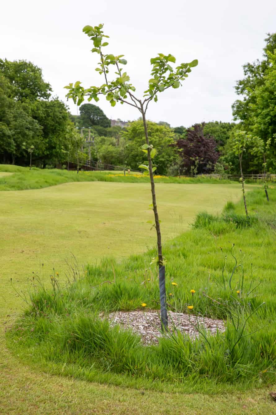 Apples from trees planted along the fairway of Gillyflower's first hole will be used to make cider.