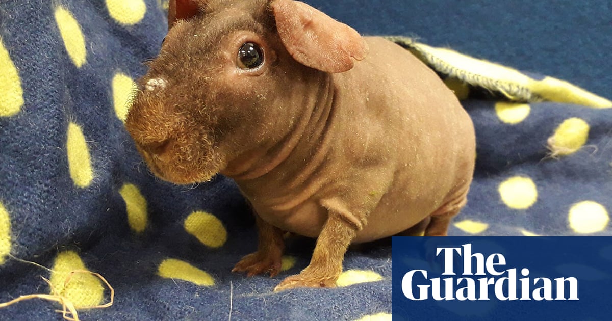 The Mona Lisa and skinny pigs Tuesday's best photos News The Guardian
