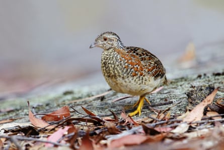 السمان ذو الزر المطلي