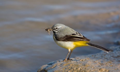 Adult male grey wagtail (Montacilla cinerea) with its flash of lemon-yellow beneath the tail.