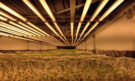 World's largest vertical farm grows without soil, sunlight or water in Newark