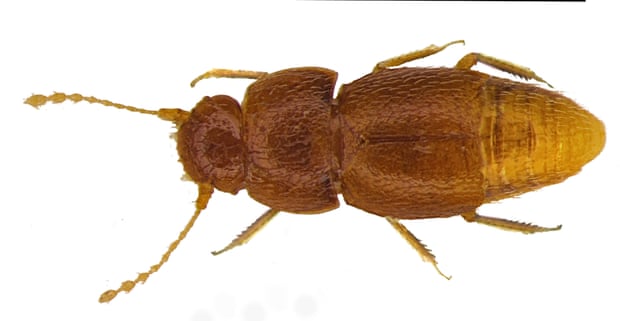 The beetle Nelloptodes gretae, named after teenage Swedish climate activist Greta Thunberg. 
