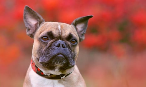 Thieves have targeted in-demand breeds such as the French bulldog
