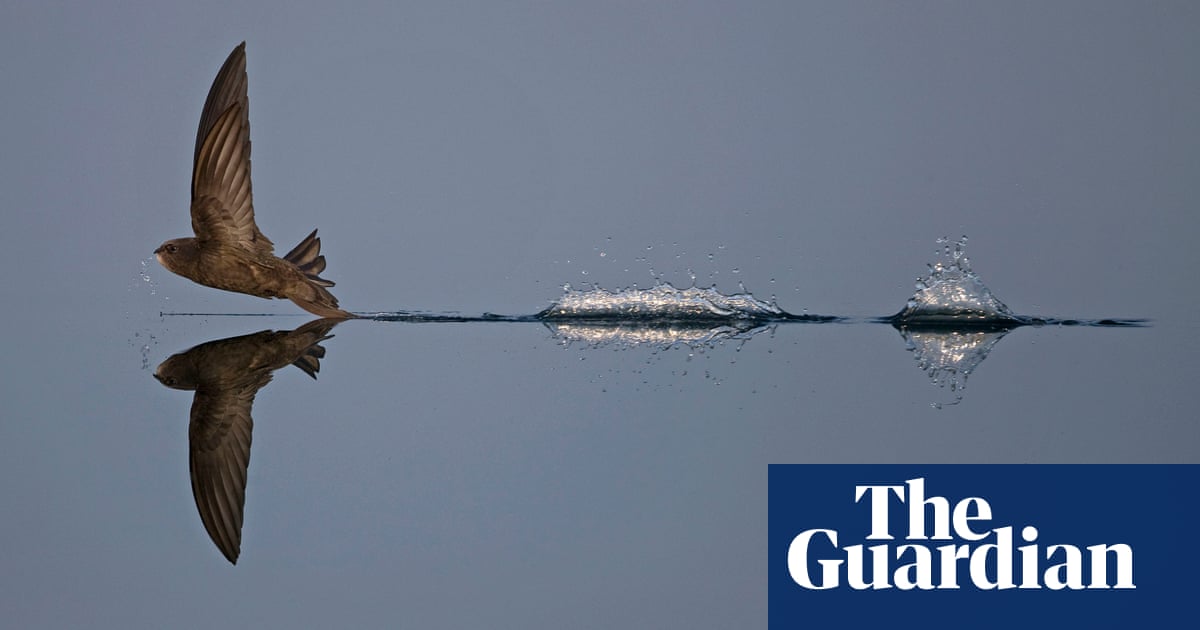 British Wildlife Photography Awards 2019 Winners In Pictures