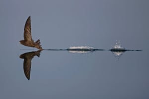 Animal behaviour category winner: Common Swift Skimming The Water by Robin Chittenden from Norwich, Norfolk