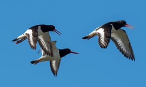 Austernfischer im Flug.