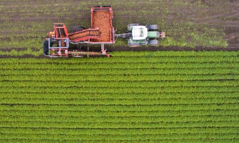 Harvesting of organic carrots in Germany.