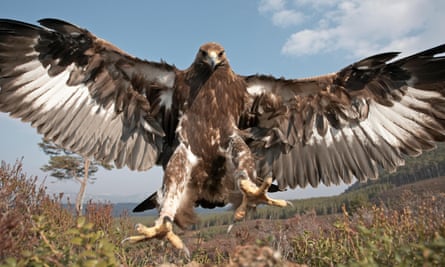 A golden eagle, the most exciting of Scotland’s Big Five.