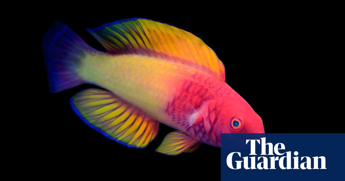 Discovered in the deep: the rainbow fish that’s born female and becomes male