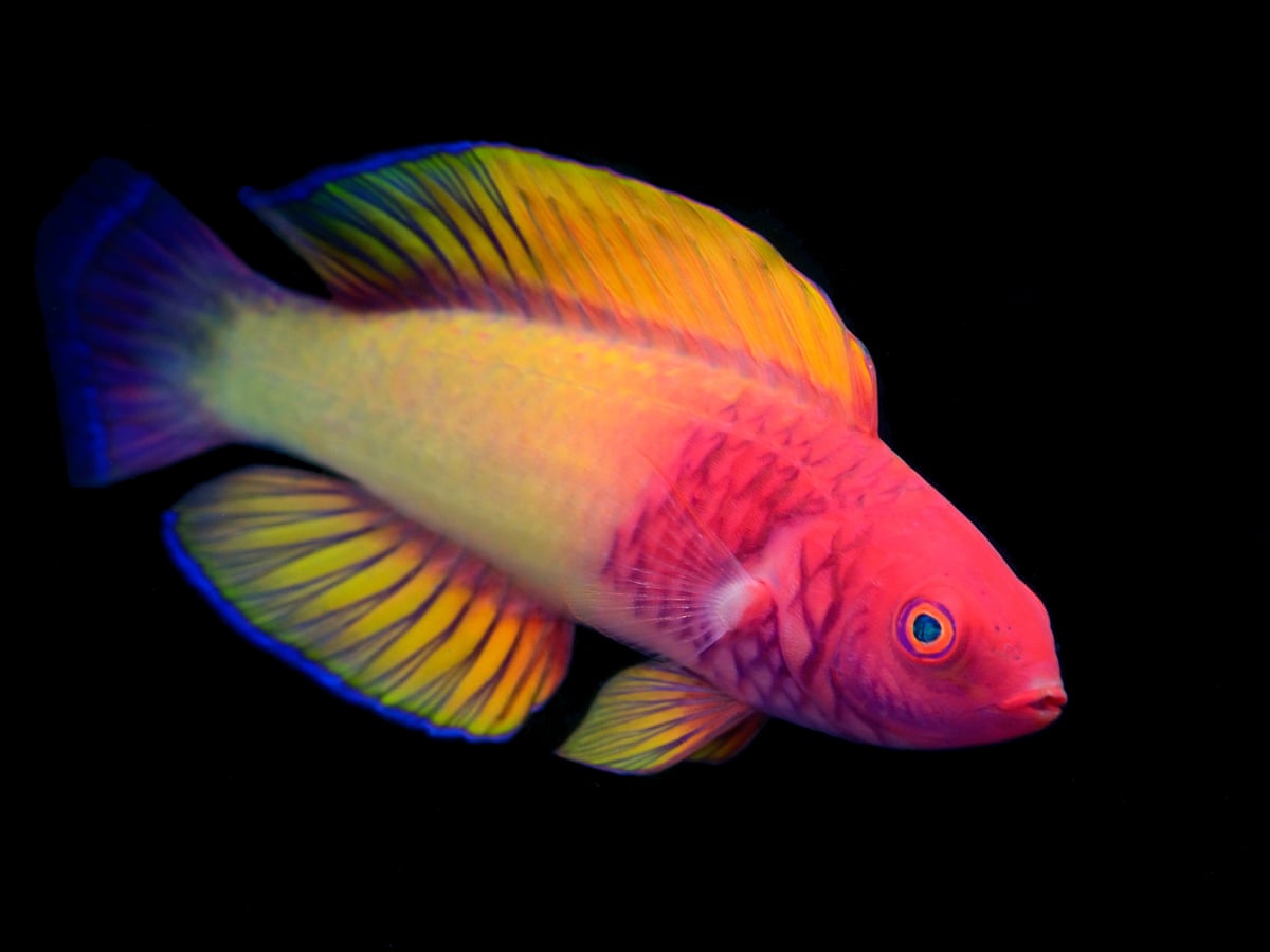 Discovered in the deep: the rainbow fish that's born female and