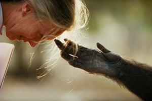 Jou Jou, captive chimpanzee reaches out it’s hand to Dr Jane Goodall.