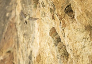 Ninhos de andorinhas em rochas de 50 metros de altura no distrito de Caglayancerit, província de Kahramanmaras, Turquia