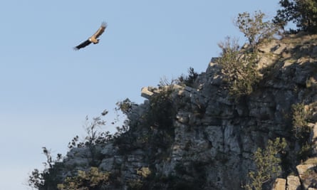 A griffon vulture soars over a cliff at Beli