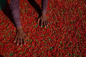 A farmer spreads red chilli peppers to dry, in Kunri, Umerkot, Pakistan