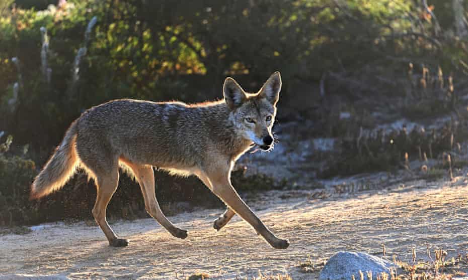 Mystery Over Surge In Coyote Attacks In Vancouver Park Canada The Guardian Mystery Over Surge In Coyote Attacks In Vancouver Park Canada The Guardian