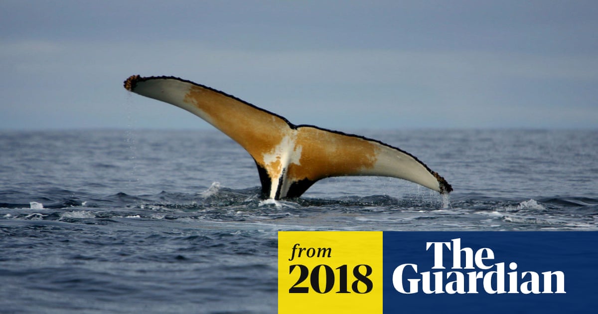 Antarctic's future in doubt after plan for world's biggest marine reserve is blocked