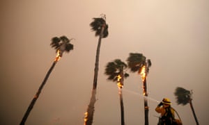 A firefighter sprays down palm trees