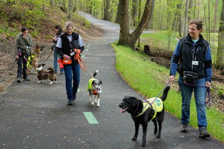 a group of people walking dogs on leashes through a path in park