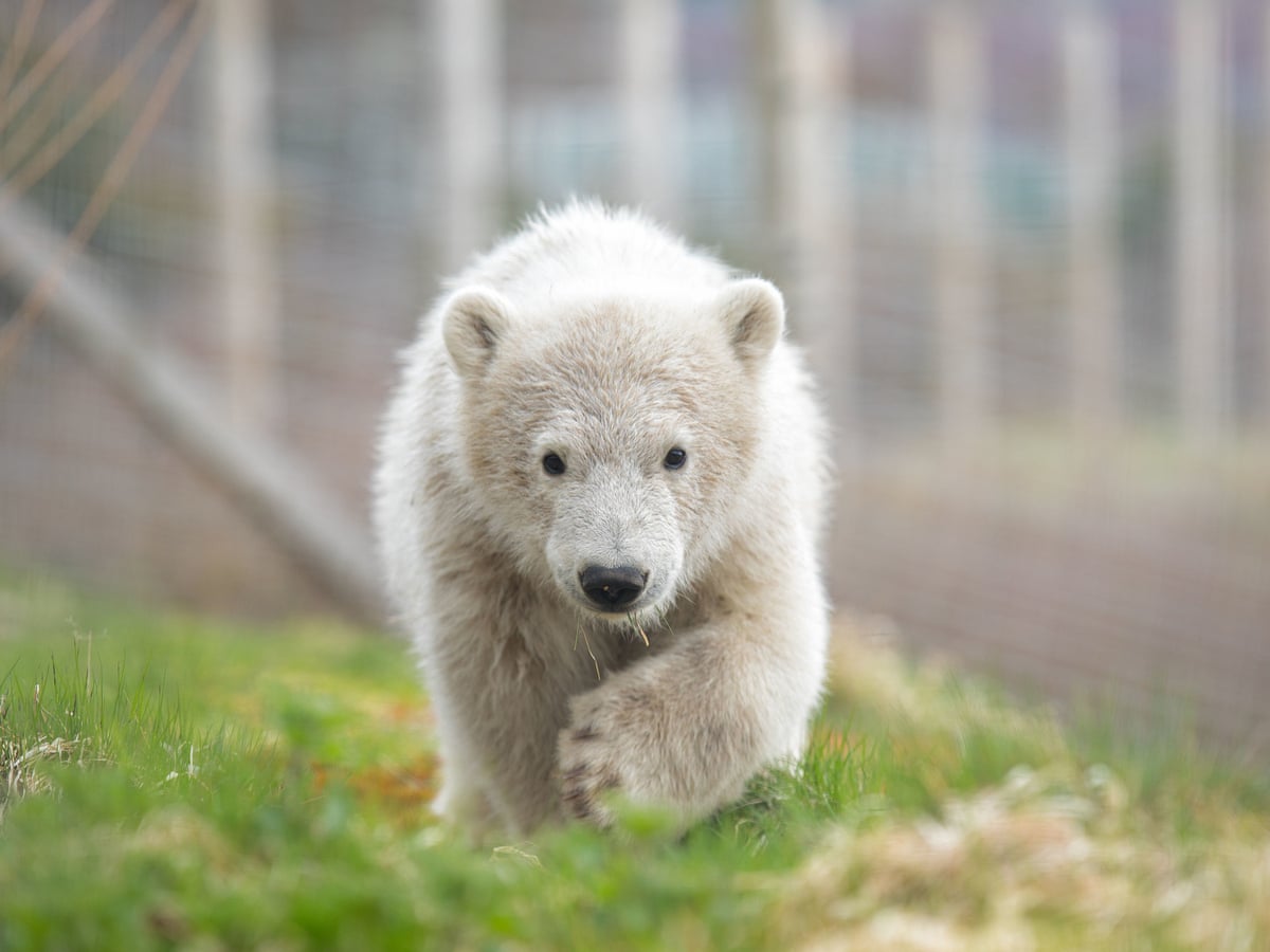 First Polar Bear Born In Uk In 25 Years Moved From Scotland To Yorkshire Endangered Species The Guardian