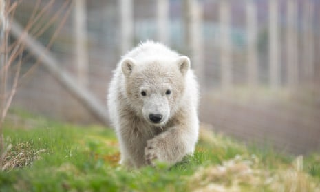 Hamish, pictured in August, left Highland Wildlife Park for Project Polar at Yorkshire Wildlife Park.