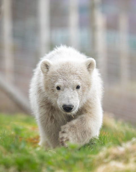Polar bears are back in Britain. But should they really be living here? Hamish as a cub …Photograph: Royal Zoological Society of Scotland/PA
