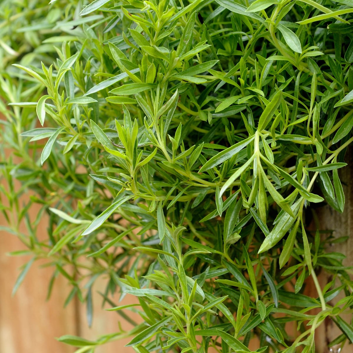 How to grow summer savory  Life and style  The Guardian