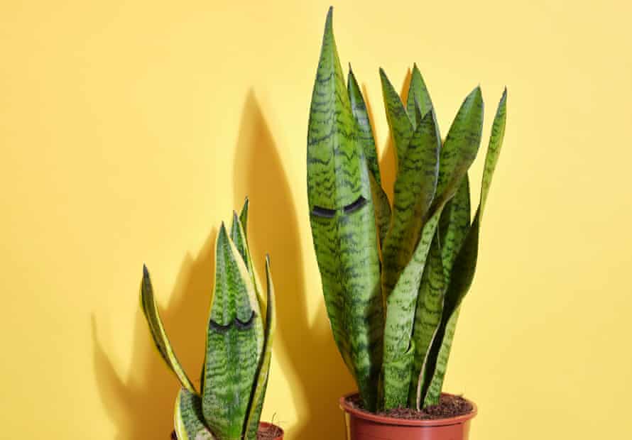 Two plants in brown plastic pots, wearing false eyelashes, against yellow background