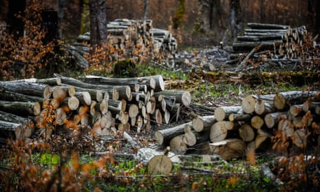Piles of logged tree trunks in a forest in Makowa, Poland.