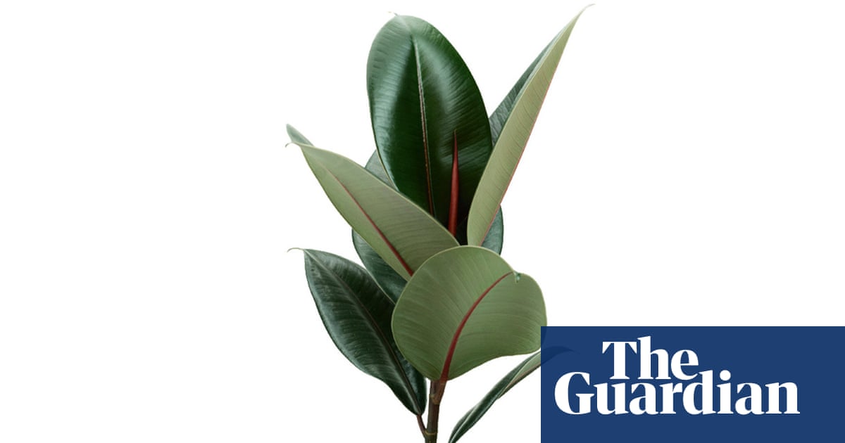 Houseplant clinic: what's wrong with the leaves on my rubber plant?