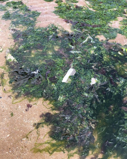 What looks to be toilet tissue is tangled among seaweed in shallow seawater on the beach