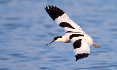 An avocet in flight at Minsmere nature reserve.