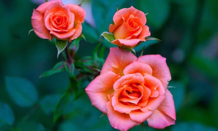 Three pink roses