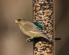 Take down bird feeders this summer to cut spread of avian disease, says RSPB