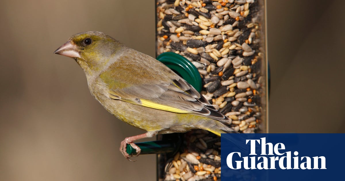 Nature lovers urged to take part in UK bird count amid fears over climate and disease | RSPB Big Garden Birdwatch Nature lovers urged to take part in UK bird count amid fears over climate and disease | RSPB Big Garden Birdwatch