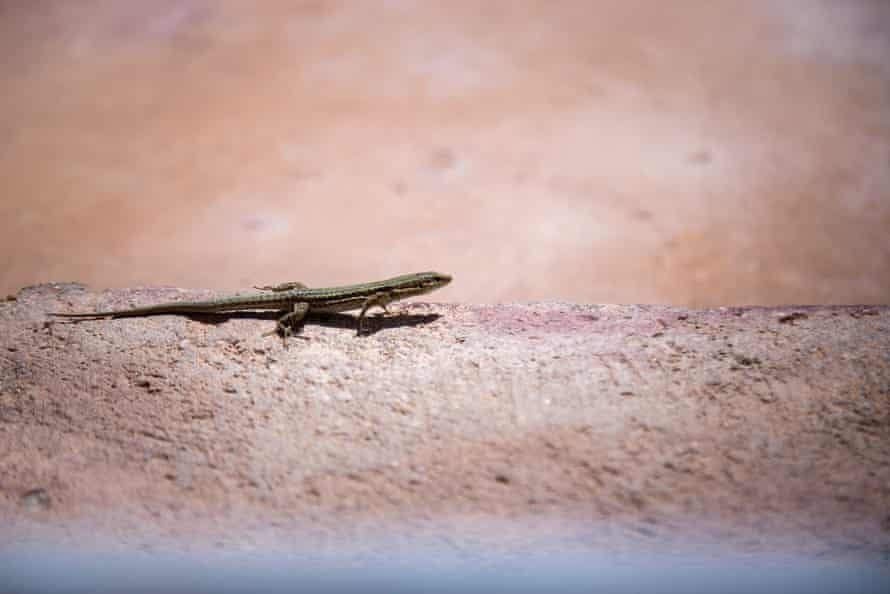 The Ibiza wall lizard