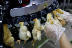 Handan, China: a worker inserts recently hatched layer chicks into a machine that clips their beaks at the Huayu hatchery in Hebei province