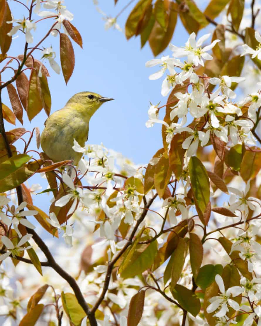 A bird on a blossoming tree in Ashbridges Bay park
