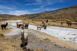 Alpacas are seen next to a dry stream in the Quechua community of Lagunillas in Puno, southern Peru