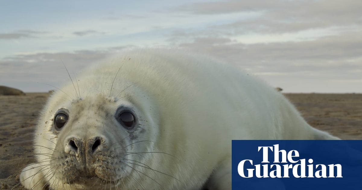 A Year With the Seals review what to know about the elusive sea creature