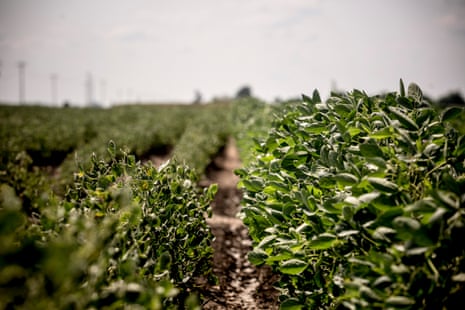 Comparison of soybean plants affected by dicamba and those not affected by the weedkiller