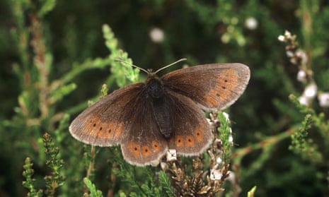 The mountain ringlet only lives above 350 metres, in the Lake District and the Scottish Highlands.