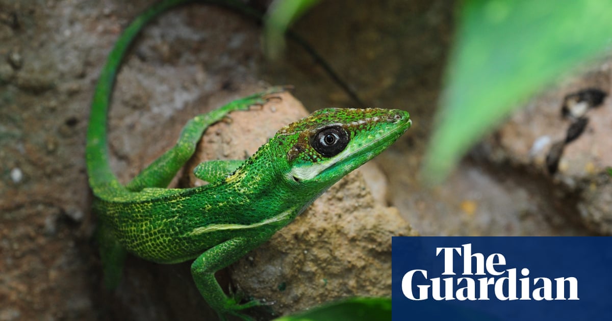 Hurricane Lizards and Plastic Squid by Thor Hanson review – how nature is adapting to climate change
