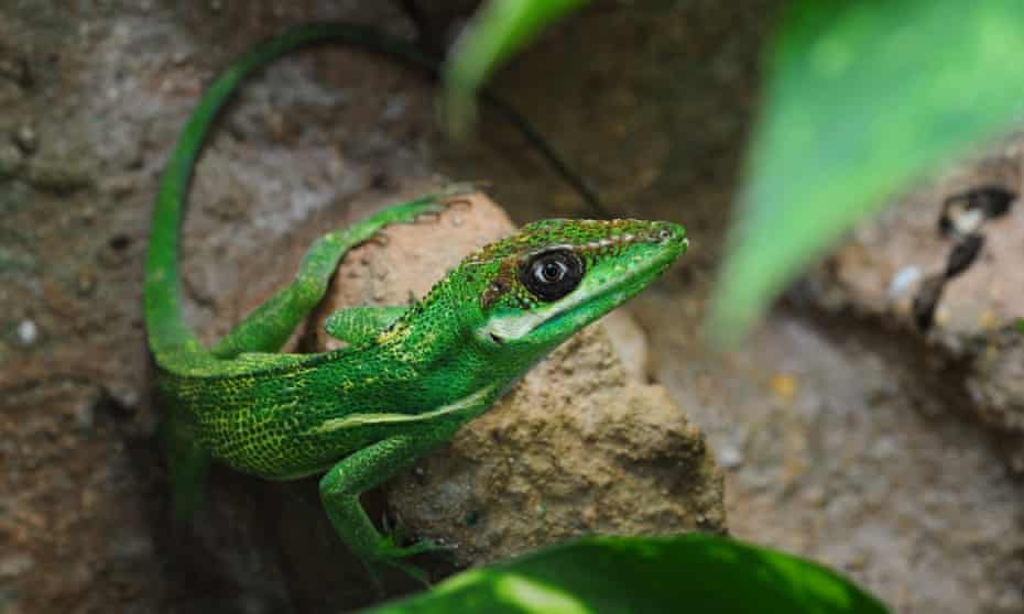 The knight anole  ‘hurricane lizard’ has evolved to survive
