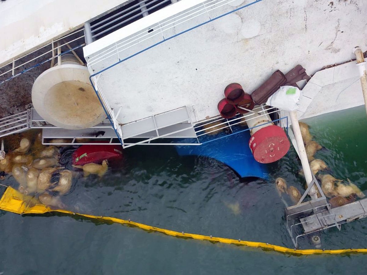 Secret Decks Found On Ship That Capsized Killing Thousands Of Sheep Romania The Guardian